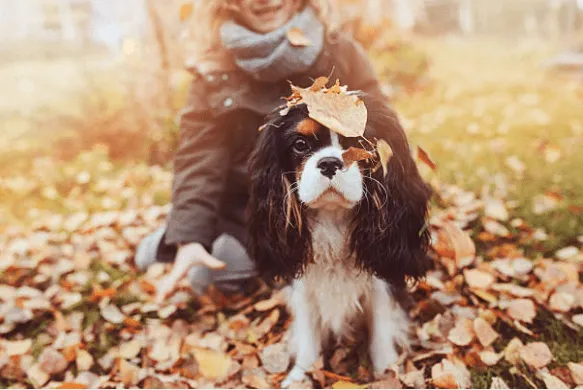 hond herfst